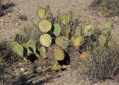 Opuntia engelmannii
