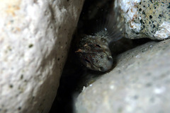 Parablennius tasmanianus