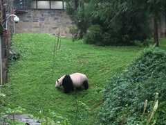 Ailuropoda melanoleuca