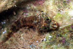 Helcogramma decurrens