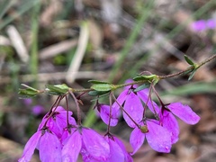 Tetratheca thymifolia