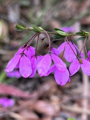 Tetratheca thymifolia