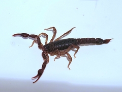 Vaejovis carolinianus