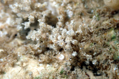 Cryptopolyzoon wilsoni