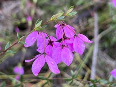 Tetratheca thymifolia