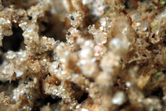 Cryptopolyzoon wilsoni