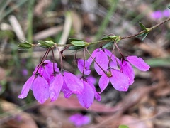 Tetratheca thymifolia