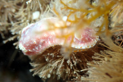 Goniobranchus epicurius