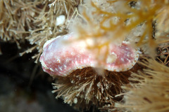 Goniobranchus epicurius