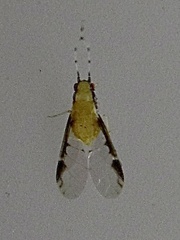 Monellia caryella