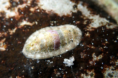 Ischnochiton thomasi