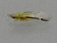 Monellia caryella