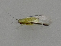 Monellia caryella