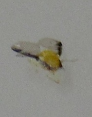 Monellia caryella