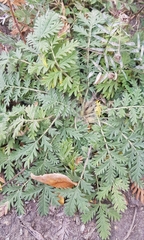 Potentilla tergemina