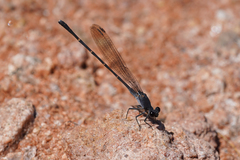 Argia lugens