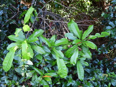 Codiaeum variegatum moluccanum