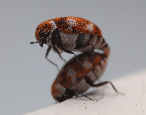 Varied carpet beetle