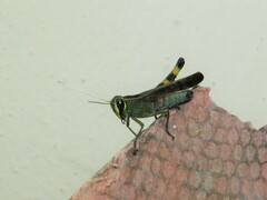Eyprepocnemidinae