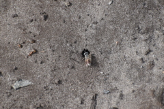 Microbembex monodonta