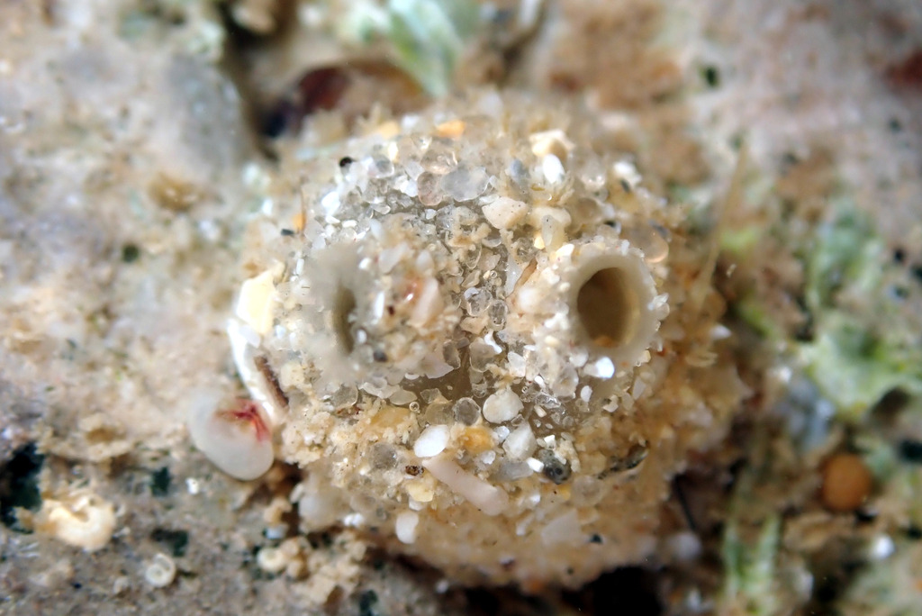 Molgula mollis