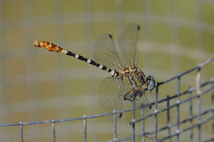 Erpetogomphus compositus