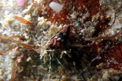 Diala suturalis