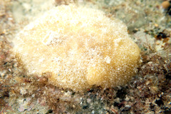 Sclerodoris