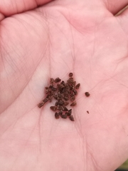 Aconitum barbatum