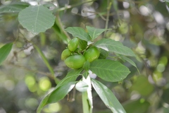 Tabernaemontana hannae