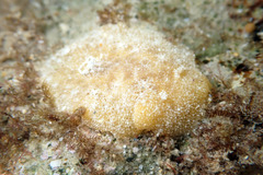 Sclerodoris