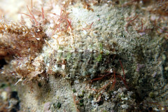 Plaxiphora matthewsi