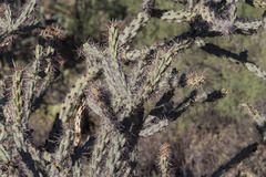 Cylindropuntia acanthocarpa