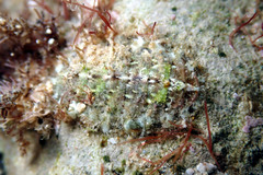 Plaxiphora matthewsi