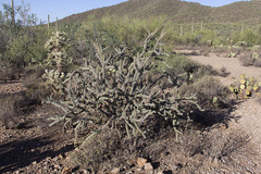 Cylindropuntia acanthocarpa