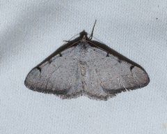 Digrammia triviata