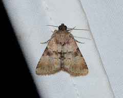 Properigea continens