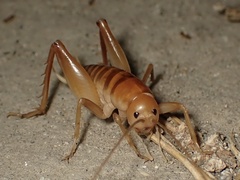 Ceuthophilus californianus