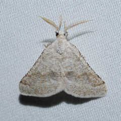 Macaria simpliciata