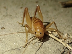 Ceuthophilus californianus