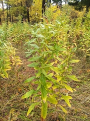 Cirsium arvense integrifolium