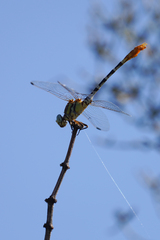 Erpetogomphus compositus