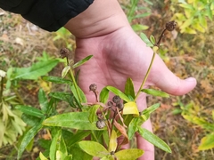 Cirsium arvense integrifolium