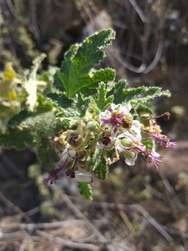 Anisodontea reflexa (Anisodontea reflexa)