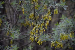 Anagyris foetida