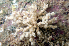 Cryptopolyzoon wilsoni