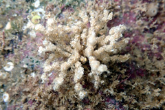 Cryptopolyzoon wilsoni