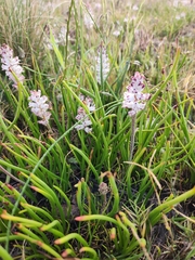 Lachenalia
