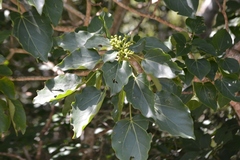 Oreopanax platyphyllus