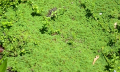 Azolla